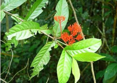 抱茎龙船花讲解 抱茎龙船花长什么样图