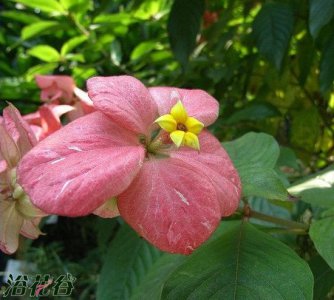 粉萼花详解 粉萼花图片欣赏