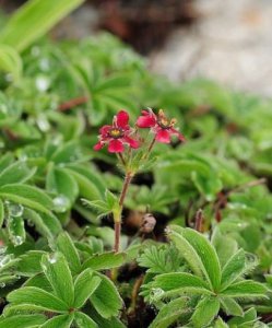 大瓣紫花山莓草讲解 大瓣紫花山莓草图片欣赏