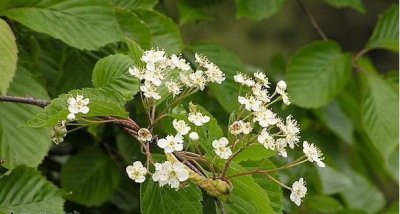 水榆花楸讲解 水榆花楸图片欣赏