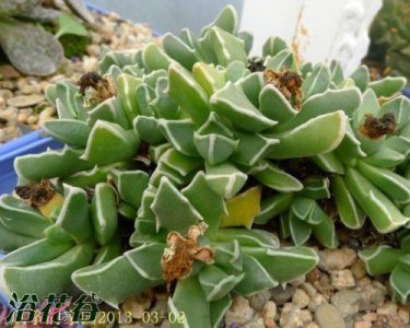 多肉植物白边四海波详解 白边四海波照片图