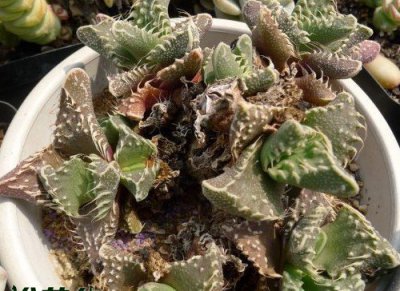 多肉植物虎波介绍 虎波照片图