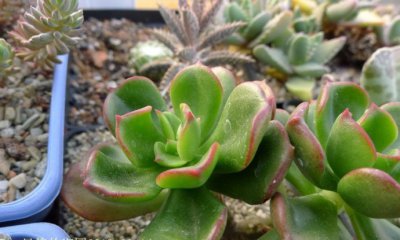 多肉植物久米之舞详解 久米之舞长什么样图