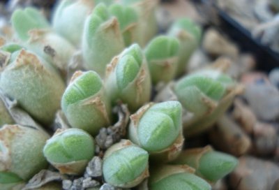 多肉植物小米雏详解 小米雏照片图