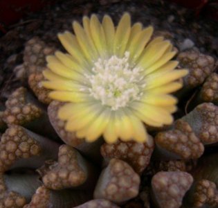 多肉植物天女扇介绍 天女扇长什么样图
