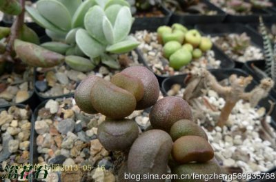 多肉植物宇玉殿介绍 宇玉殿照片图