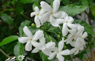 单瓣狗牙花详解 单瓣狗牙花图片