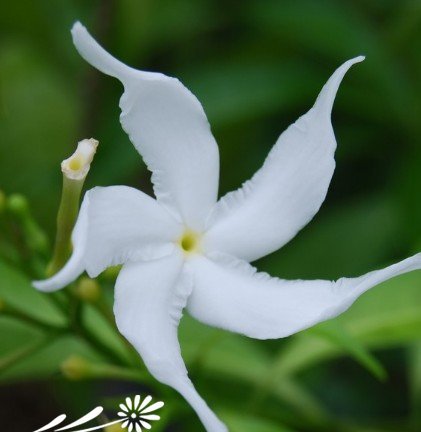单瓣狗牙花图片二