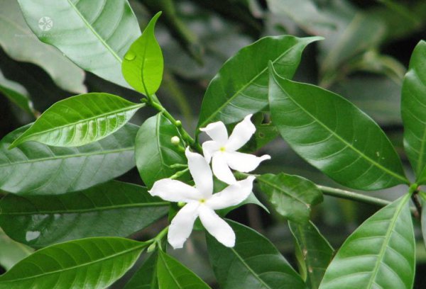 单瓣狗牙花图片三