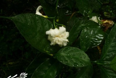 狗牙花介绍 狗牙花图片