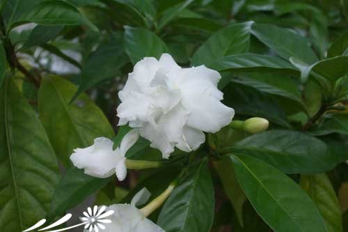 狗牙花图片二