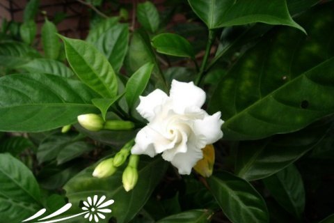 狗牙花图片三