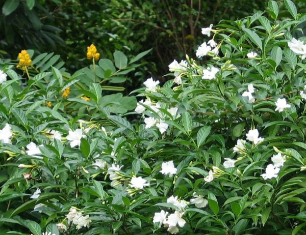 狗牙花图片四