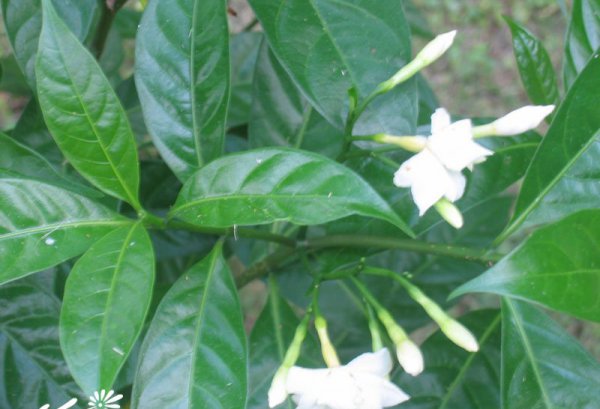 狗牙花图片五