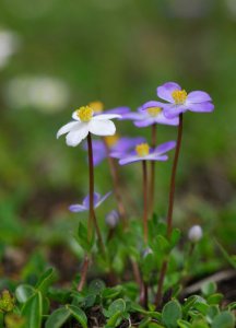 疏齿银莲花介绍 疏齿银莲花照片图