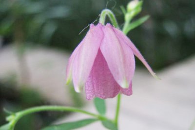 花卉无距耧斗菜详解 无距耧斗菜图片欣赏