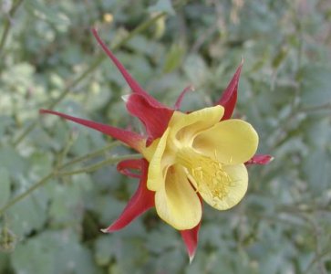花卉欧耧斗菜介绍 欧耧斗菜图片欣赏