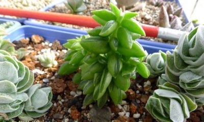 多肉植物斧叶椒草介绍 斧叶椒草图片欣赏