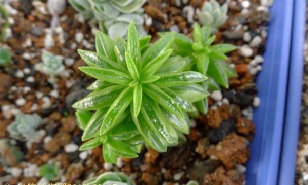 斧叶椒草图片二
