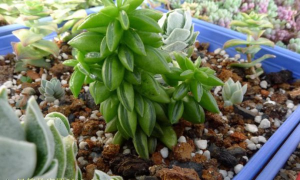 斧叶椒草图片三