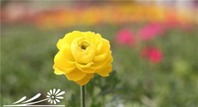 重瓣花毛茛介绍 重瓣花毛茛图片