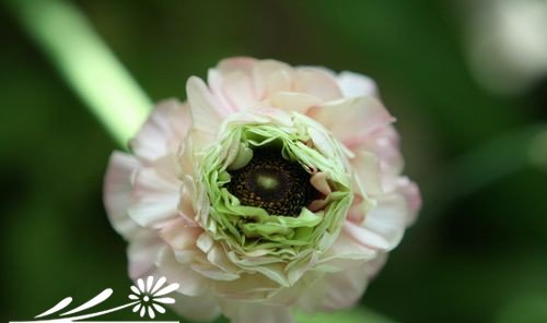 重瓣花毛茛图片四