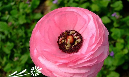 重瓣花毛茛图片六
