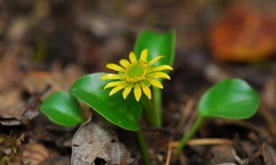 鸦跖花详解 鸦跖花图片