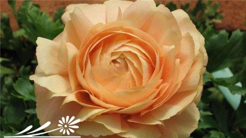 重瓣花毛茛图片八