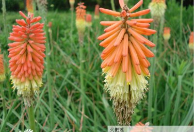 花卉火把莲/火炬莲介绍 火把莲/火炬莲图片