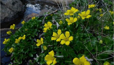 花葶驴蹄草介绍 花葶驴蹄草图片大全