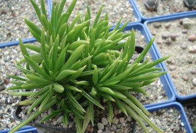 多肉植物柳叶椒草详解 柳叶椒草图片集