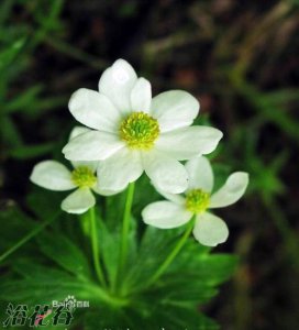 云南银莲花介绍 云南银莲花图片