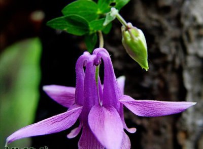 花卉尖萼耧斗菜介绍 尖萼耧斗菜图片大全