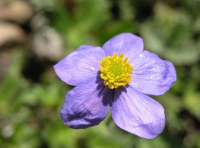 匙叶银莲花介绍 匙叶银莲花图片欣赏