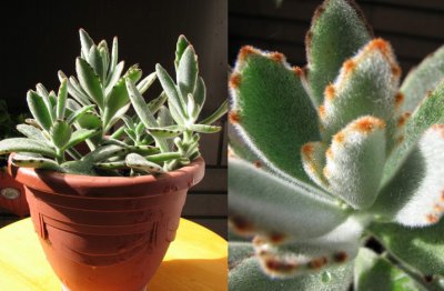 多肉植物月兔耳介绍 月兔耳图片集