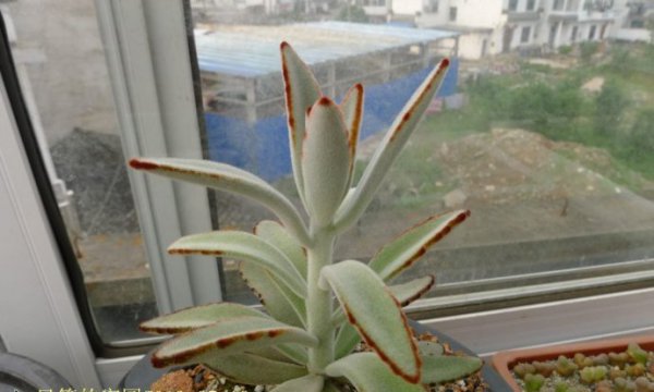 月兔耳图片三
