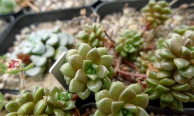 多肉植物小玉 “ ”详解 小玉 “ ”图片欣赏