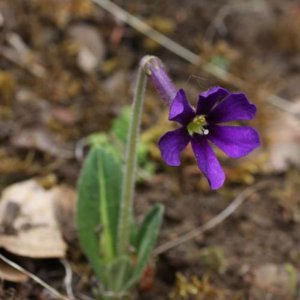 独花报春介绍 独花报春图片集