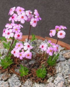 花卉硬枝点地梅介绍 硬枝点地梅图片