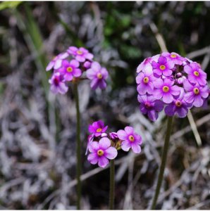 花卉刺叶点地梅详解 刺叶点地梅图片集