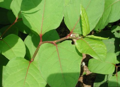 花卉虎杖详解 虎杖图片