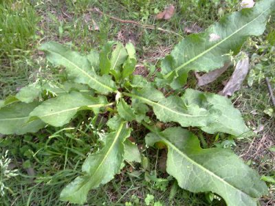 花卉羊蹄介绍 羊蹄图片集