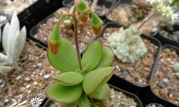 小黏黏图片二