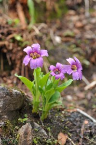 中甸独花报春介绍 中甸独花报春图片