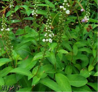 花卉星宿菜介绍 星宿菜图片大全
