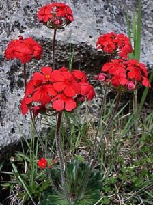 花卉景天点地梅介绍 景天点地梅图片大全