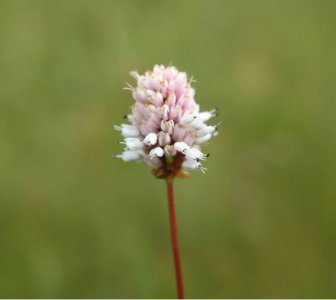 花卉圆穗蓼详解 圆穗蓼图片集