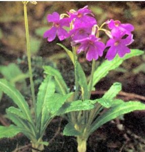 美花报春详解 美花报春图片欣赏
