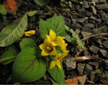 聚花过路黄介绍 聚花过路黄图片欣赏